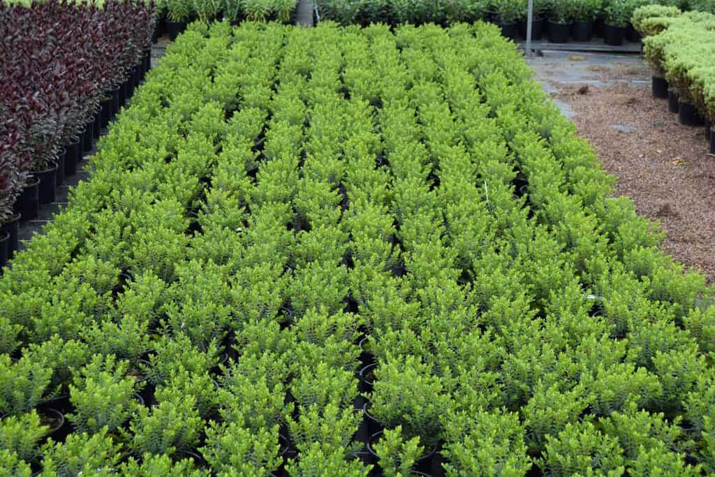 Hebe vernicosa 15-20 cm